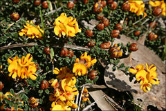Pultenaea stricta