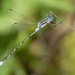 Northern Spreadwing - Photo (c) Robert, some rights reserved (CC BY-NC)