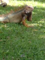 Iguana iguana