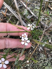 Euryomyrtus ramosissima