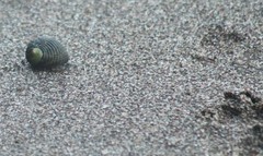 Nerita scabricosta