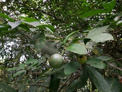 Posoqueria