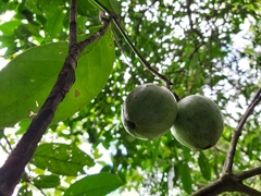 Posoqueria