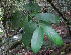 Posoqueria