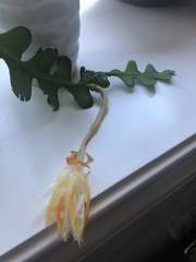 Disocactus anguliger