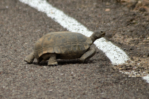 Mojave Desert Tortoise