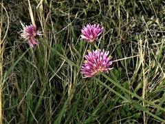 Gomphrena pulchella
