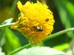 Geraeus