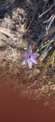 Ixia polystachya