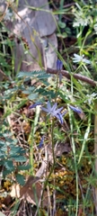Caesia calliantha