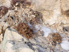 Chamaerhodos grandiflora