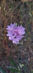 Ixia polystachya