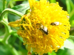 Geraeus