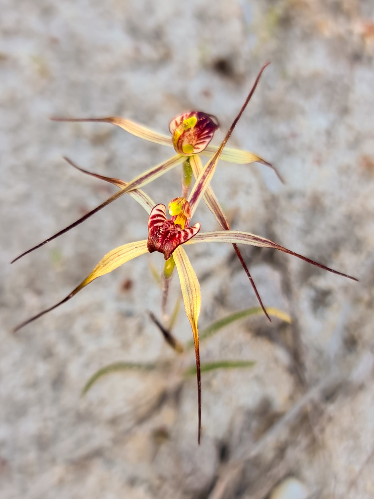 Caladenia radialis