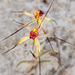 Caladenia radialis - Photo (c) Cal Wood, algunos derechos reservados (CC BY), uploaded by Cal Wood