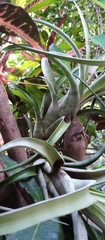 Tillandsia