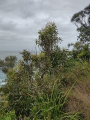 Eucalyptus bosistoana