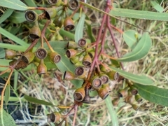 Eucalyptus bosistoana