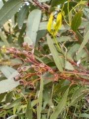 Eucalyptus bosistoana