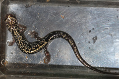 Plethodon caddoensis