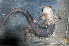 Plethodon caddoensis