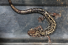 Plethodon caddoensis