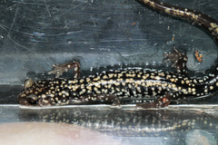 Plethodon caddoensis