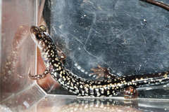 Plethodon caddoensis