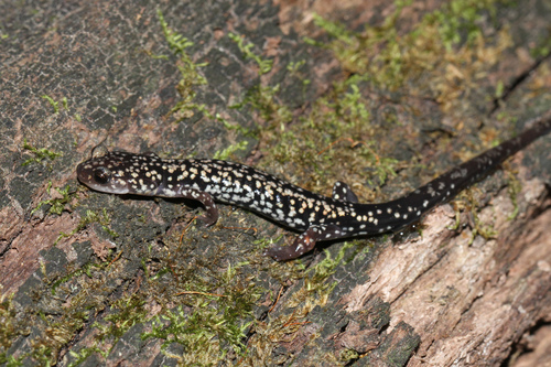 Caddo Mountain Salamander, Plethodon caddoensis