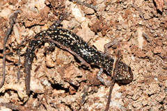 Plethodon caddoensis