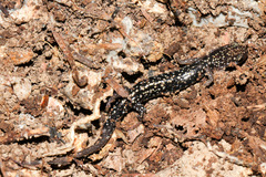 Plethodon caddoensis