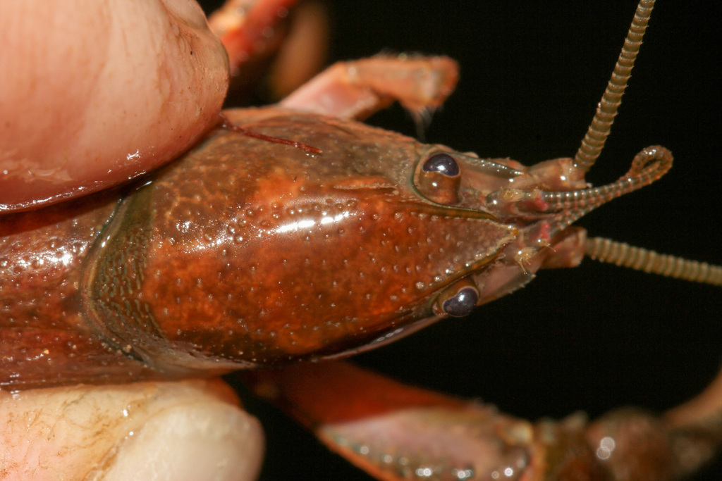 Ouachita Mountain Crayfish