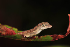 Anolis cristatellus wileyae