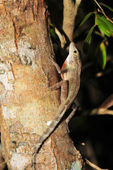 Anolis cristatellus wileyae
