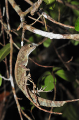 Anolis cristatellus wileyae