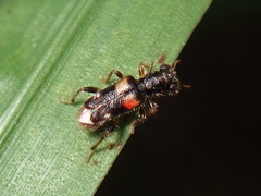 Phyllobaenus obscurus