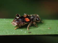 Phyllobaenus obscurus
