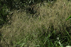 Glyceria arundinacea