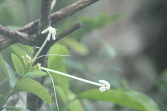 Posoqueria