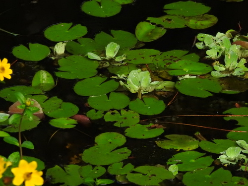 Pistia stratiotes image