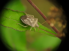 Euschistus obscurus