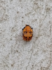 Coccinellinae