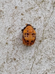 Coccinellinae