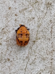 Coccinellinae