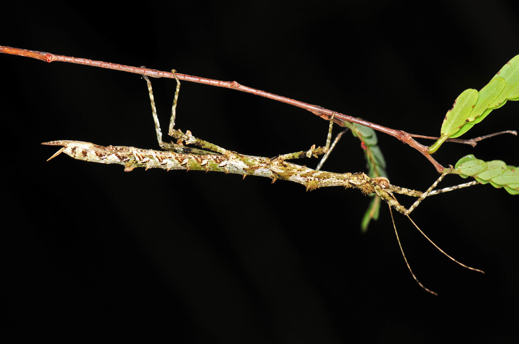 Virgin Is. Stick-insect
