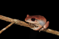 Eleutherodactylus antillensis