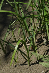 Glyceria arundinacea