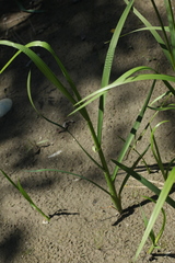 Glyceria arundinacea