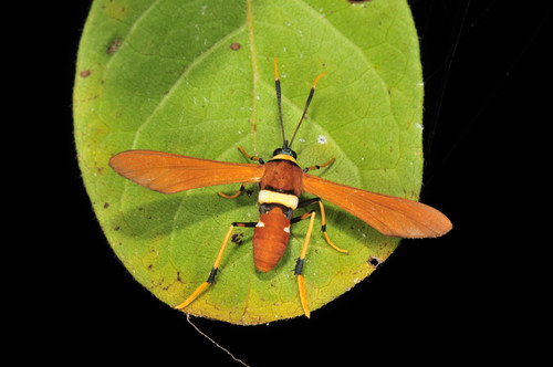 Horama pretus