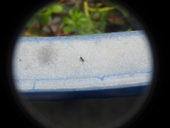Nylanderia bourbonica